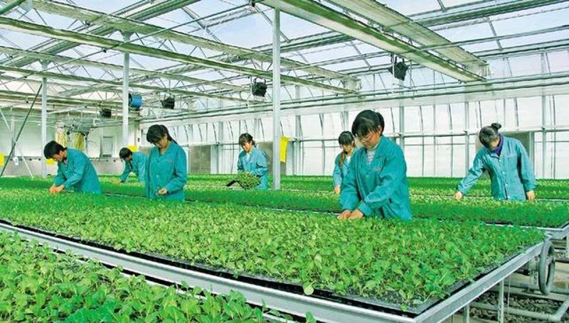 现代农业科技趋势:如艺农业的创新实践